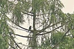 Image of Eurasian Hobby