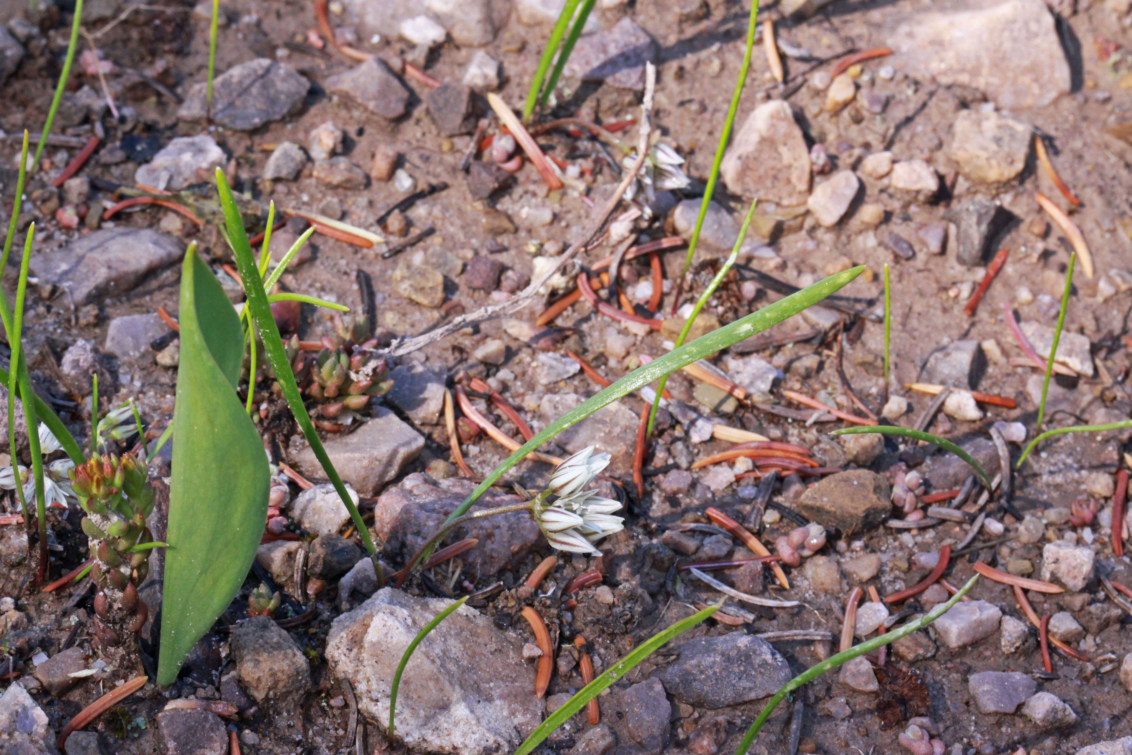 Image de Allium brandegeei S. Watson