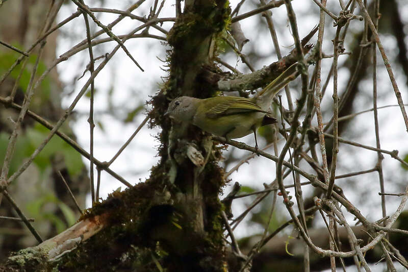 Image of Gray-capped Tyrannulet