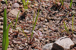 Image of Brandegee's onion