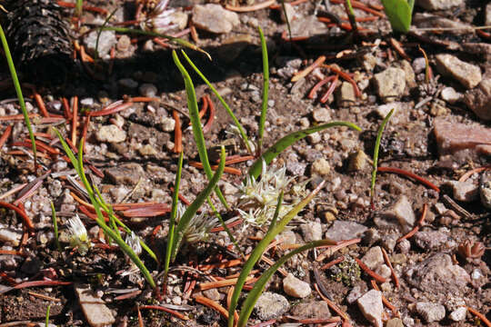 Allium brandegeei S. Watson的圖片