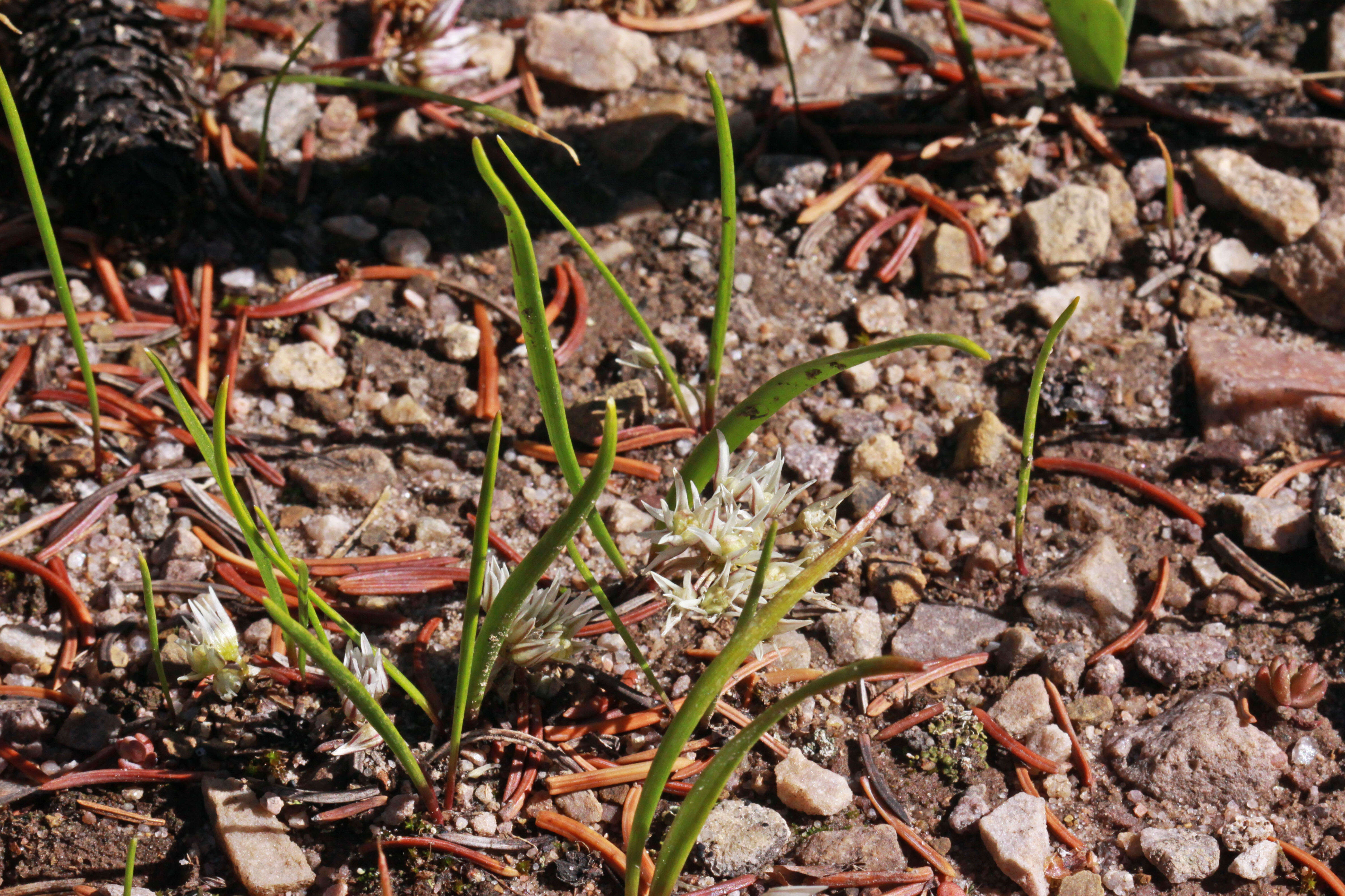 Image of Brandegee's onion