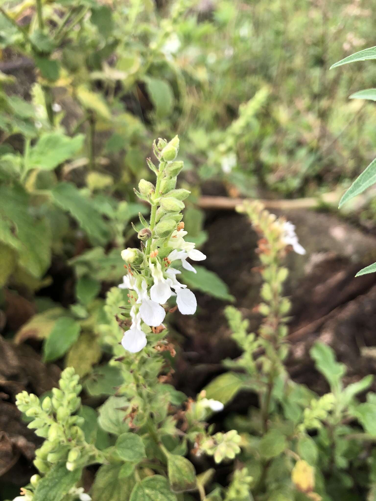 Sivun Teucrium vesicarium Mill. kuva