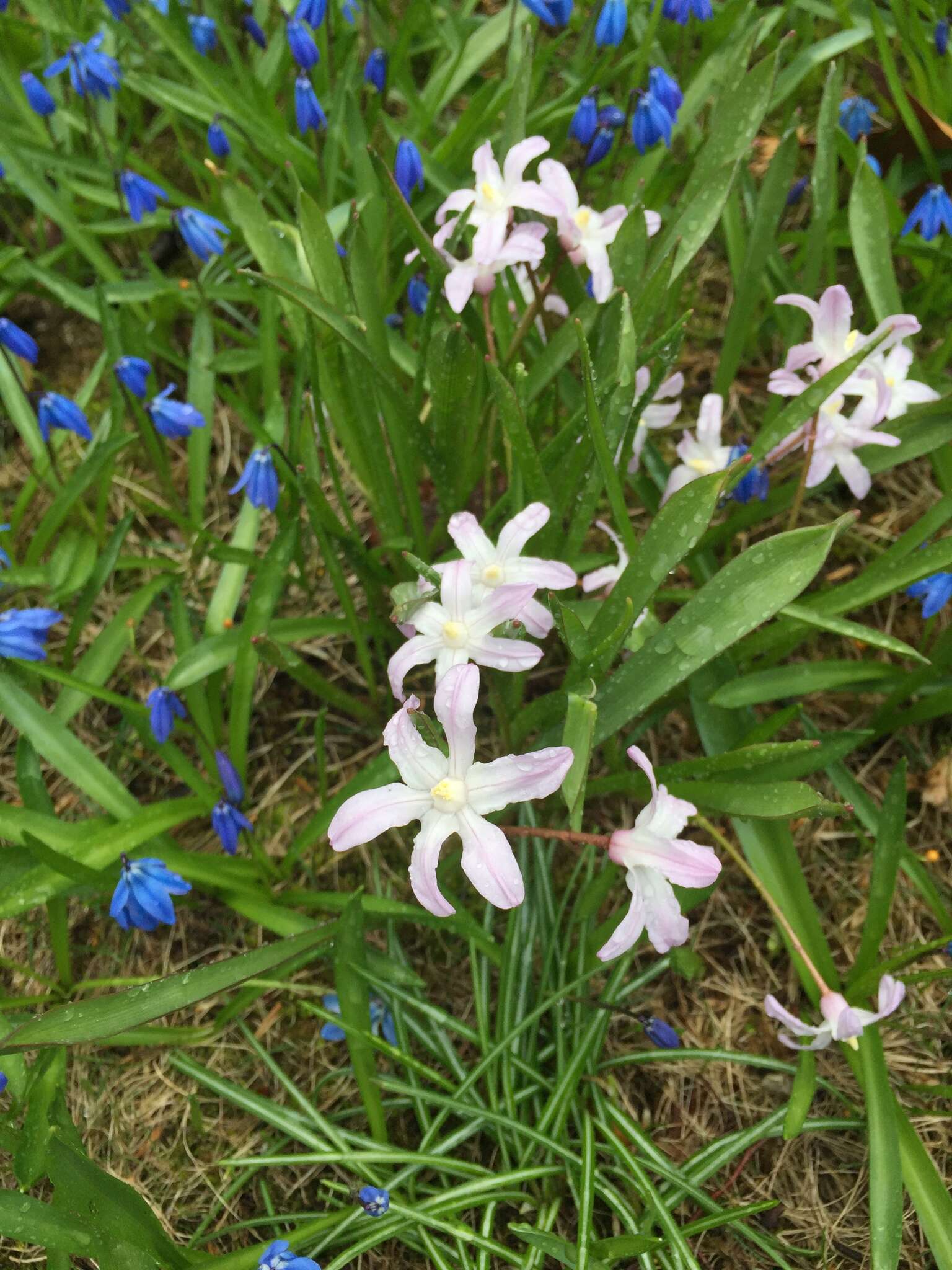 Image of glory-of-the-snow