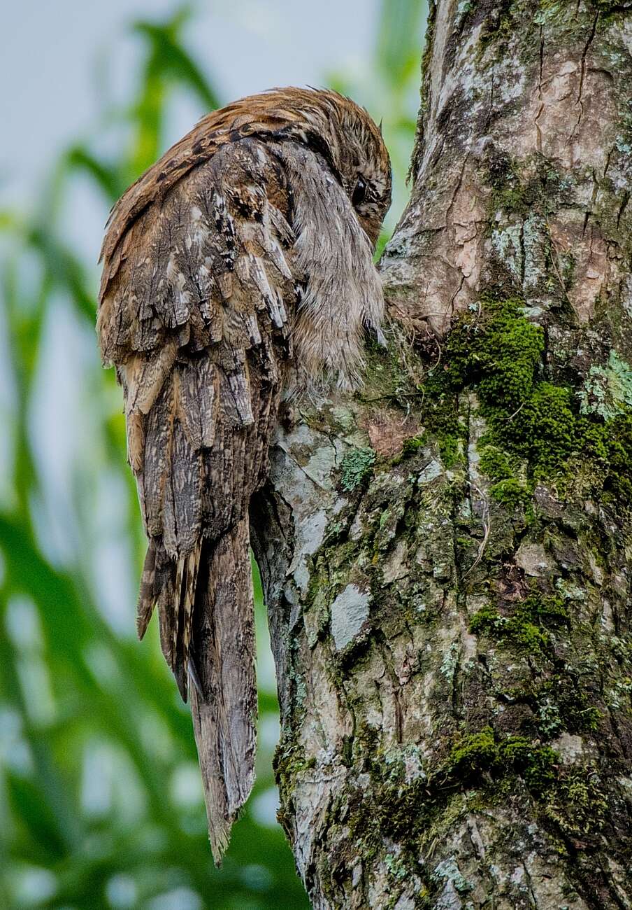 Image of Long-tailed Potoo