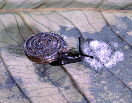 Image of <i>Polygyra septemvolva</i>