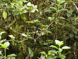 Image of Black-throated Brilliant