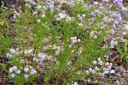 Image of Feay's prairie clover