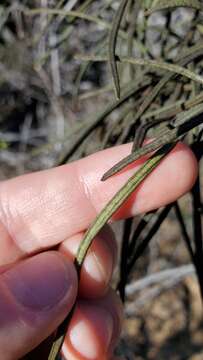 Image of Indian Knob mountainbalm