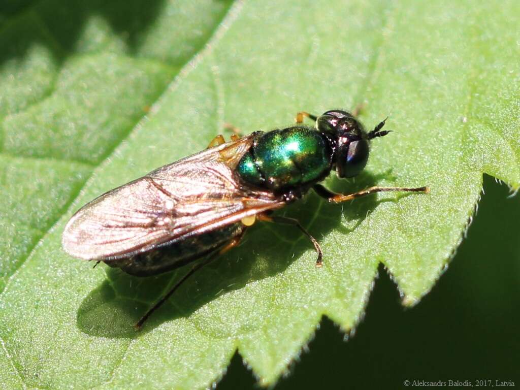 Sivun Chloromyia formosa (Scopoli 1763) kuva