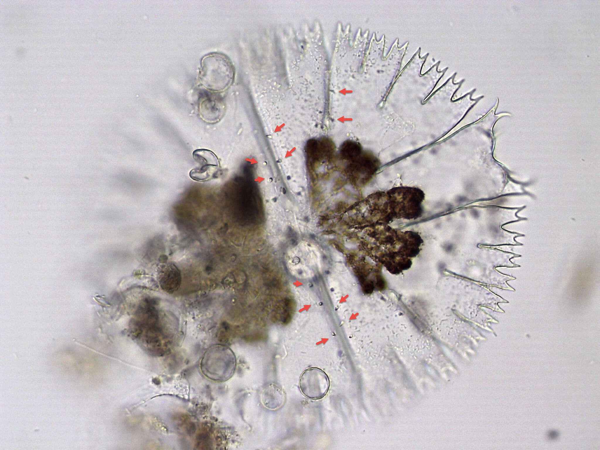 Image of <i>Micrasterias compereana</i> J. Neustupa, J. St'astný & P. Skaloud 2014