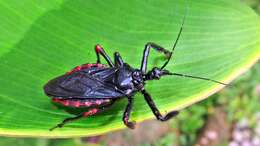 Image of Apiomerus geniculatus Erichson 1848