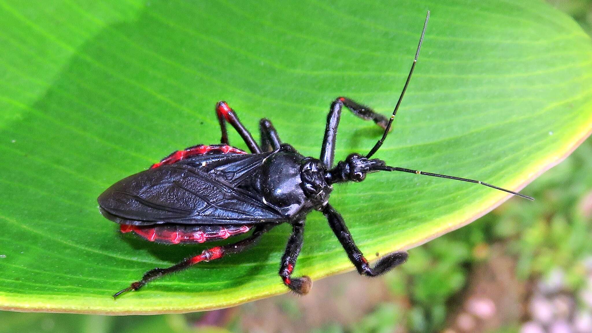 Image of Apiomerus geniculatus Erichson 1848