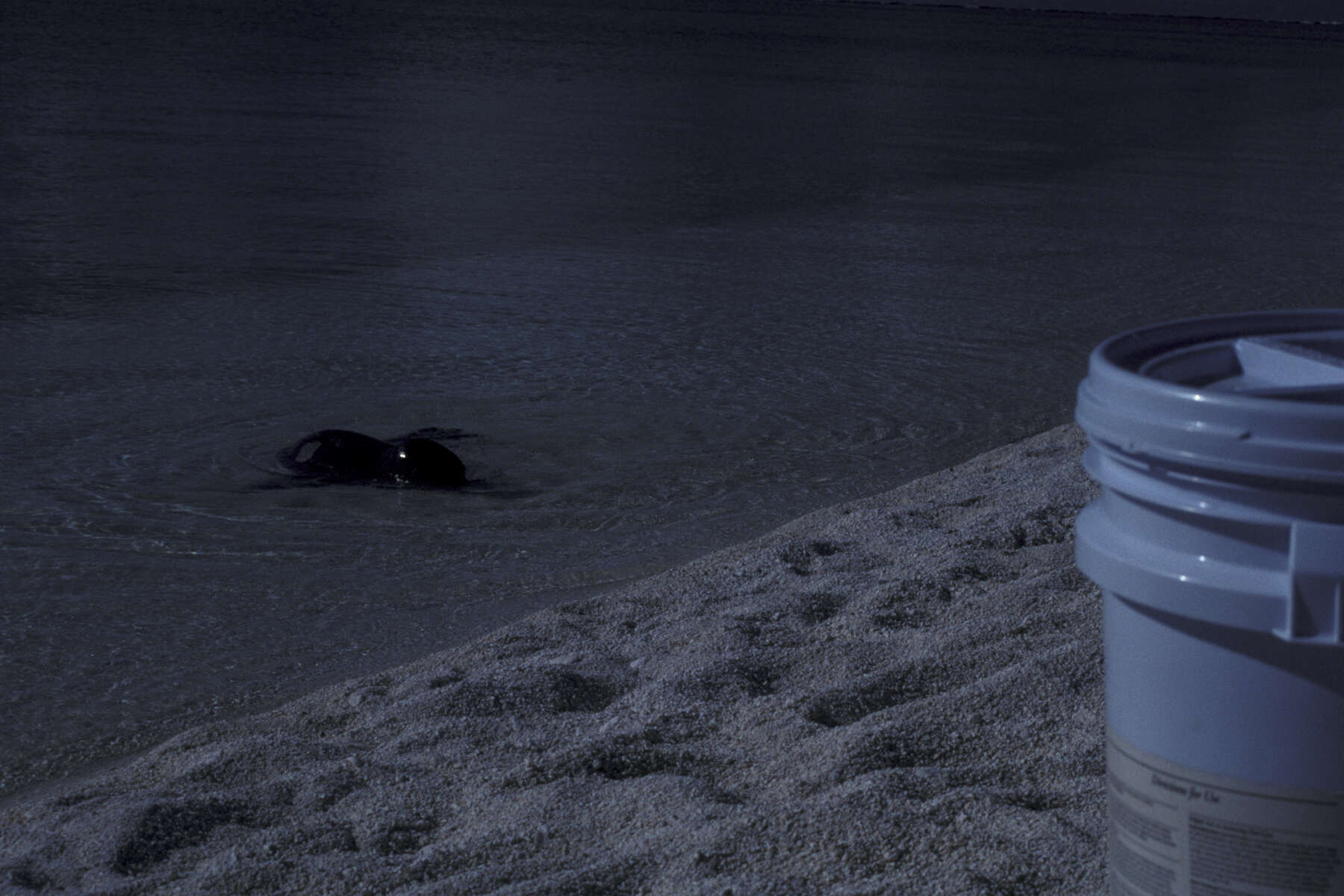 Image of Hawaiian Monk Seal