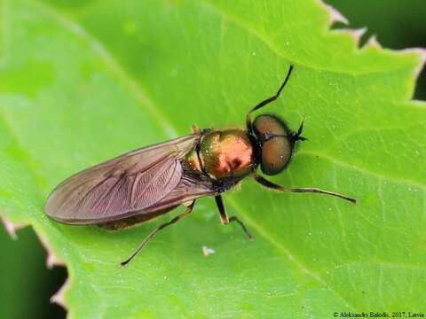 Sivun Chloromyia formosa (Scopoli 1763) kuva