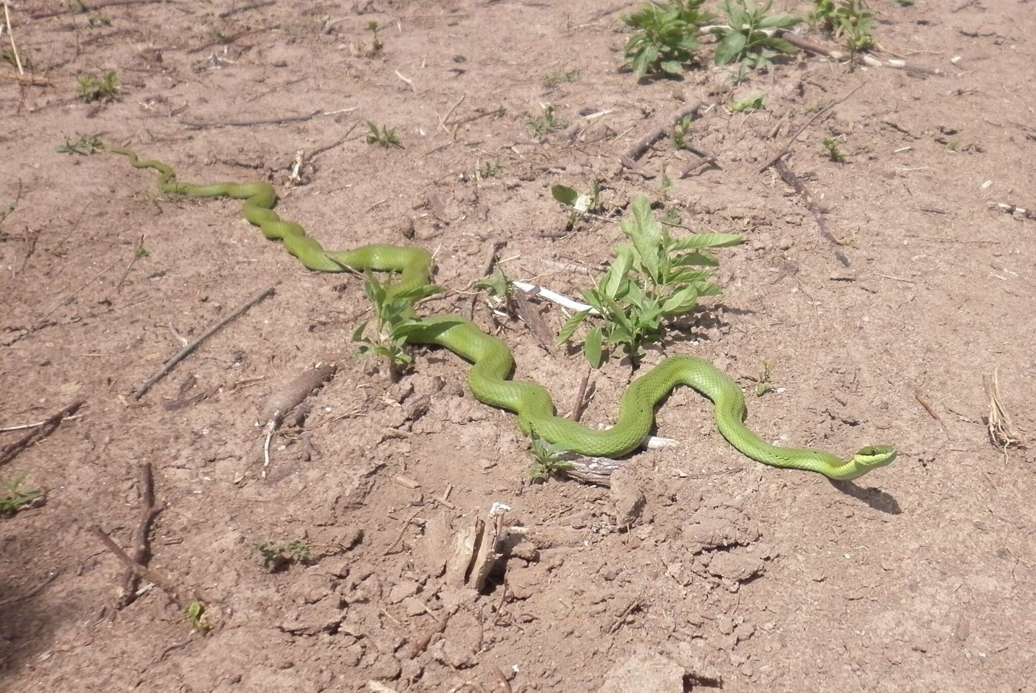 Image of Baron's Green Racer