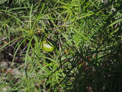 Image of Cascabela pinifolia (Standl. & Steyerm. ex Leavenw.) L. O. Alvarado & Ochot.-Booth