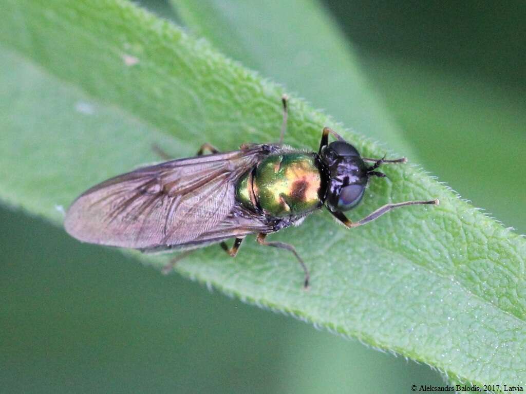 Sivun Chloromyia formosa (Scopoli 1763) kuva