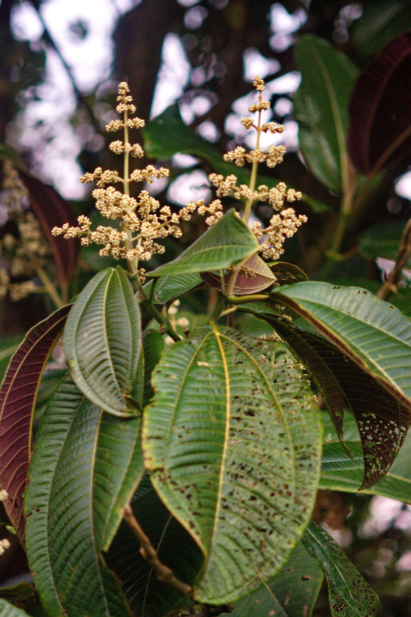 Miconia calvescens DC. resmi