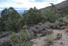 Image of singleleaf pinyon