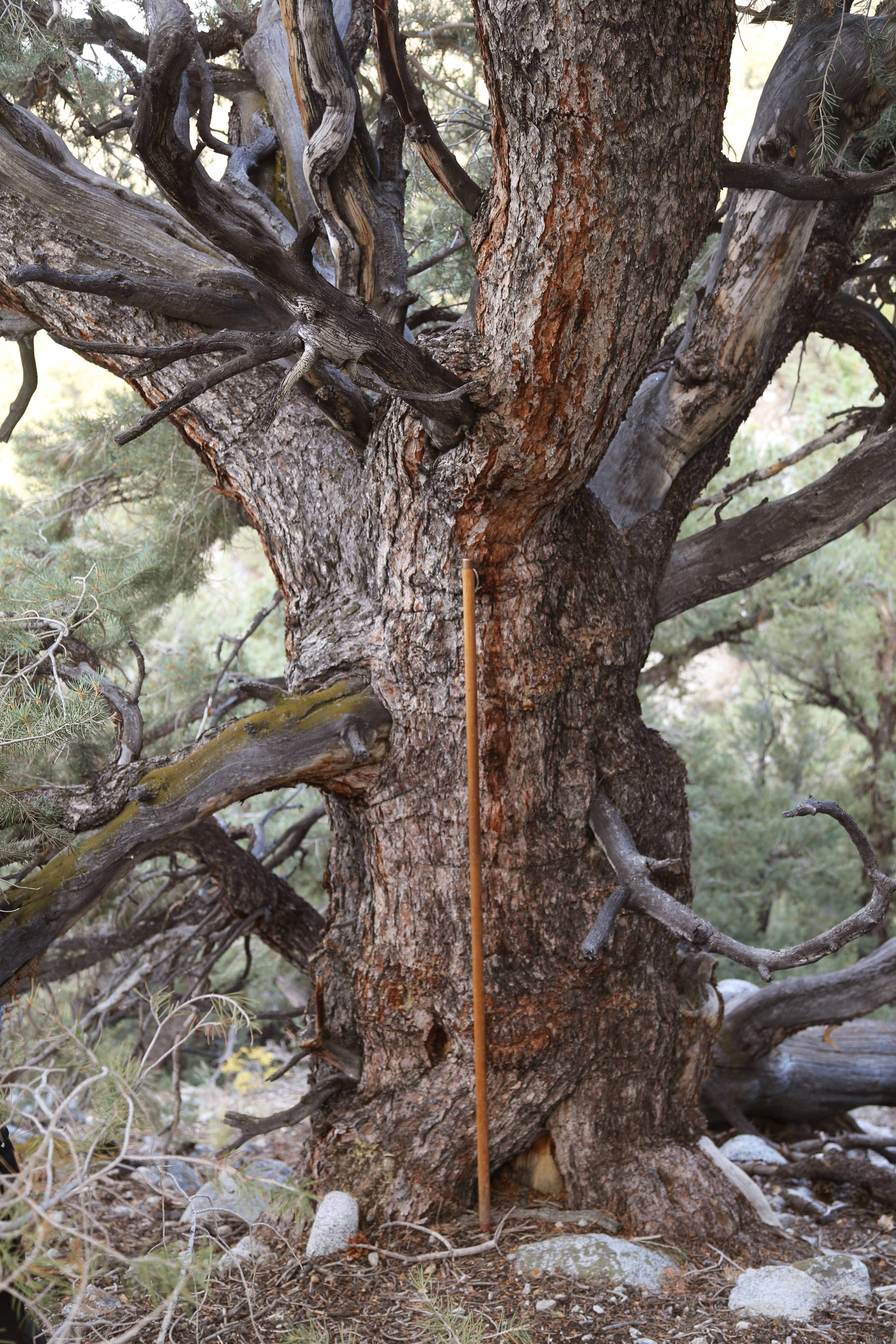 Image of singleleaf pinyon