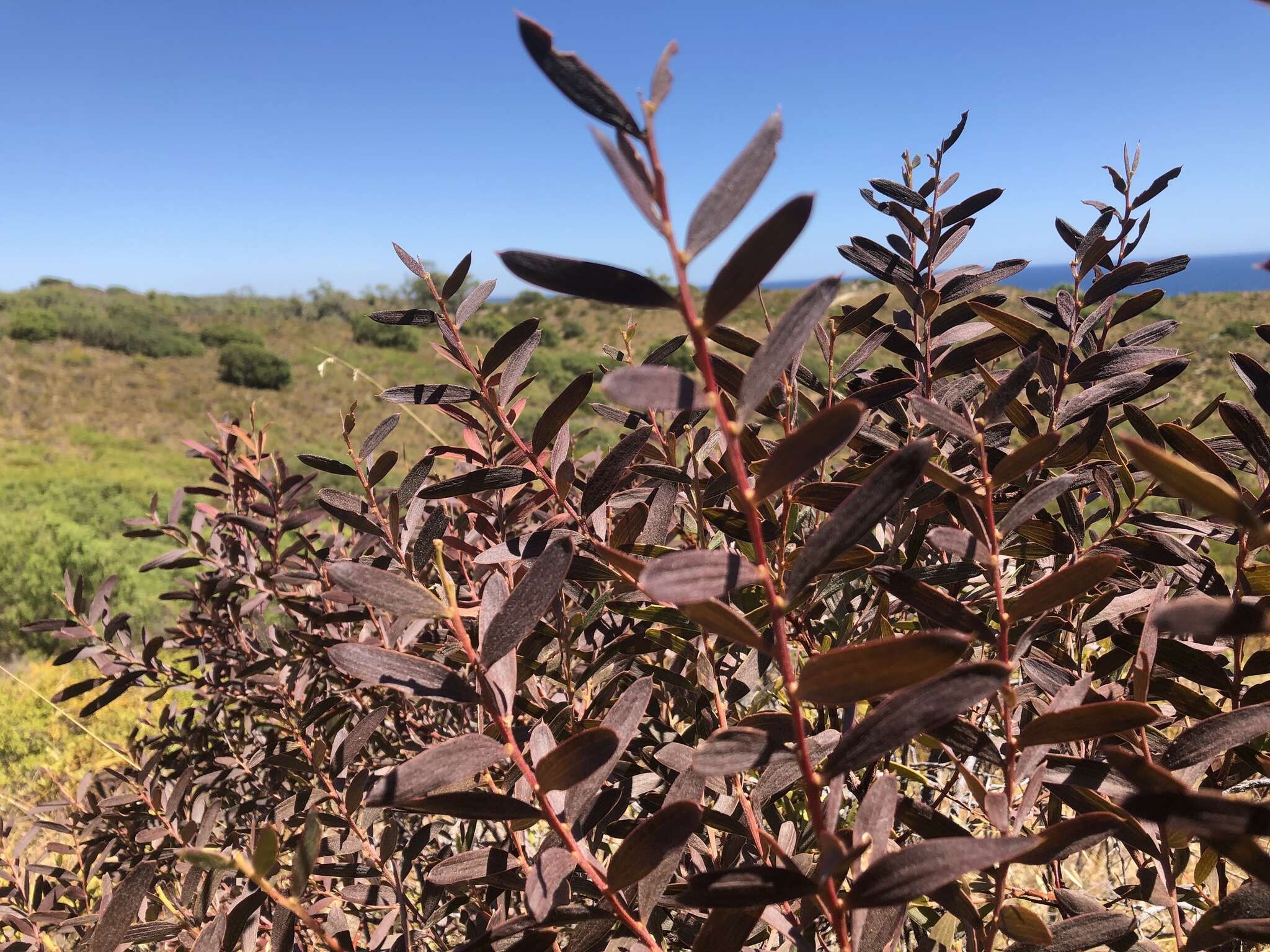 Image of Acacia cochlearis (Labill.) H. L. Wendl.