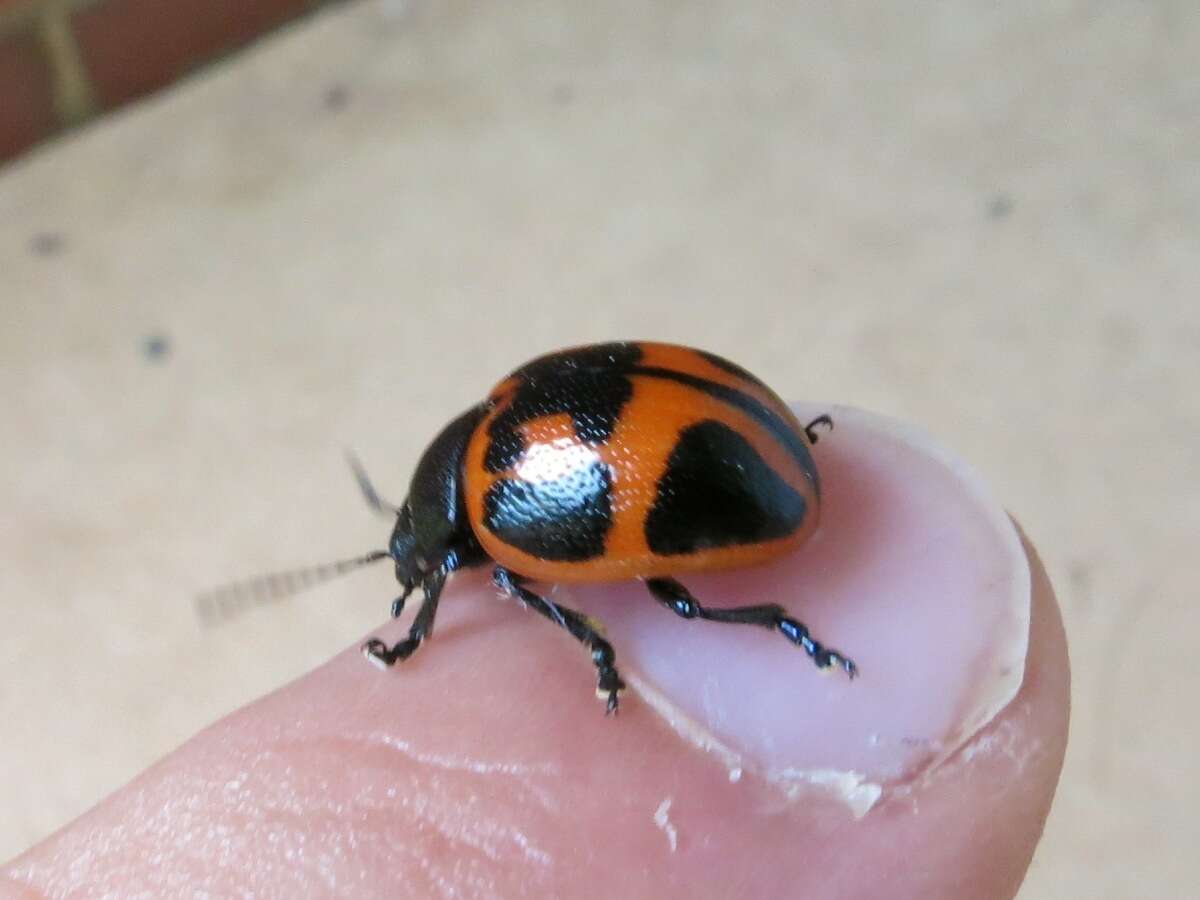 Image of Swamp Milkweed Leaf Beetle