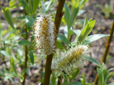 Image of Salix lapponum L.