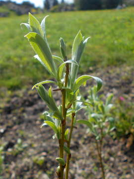 Image of Salix lapponum L.