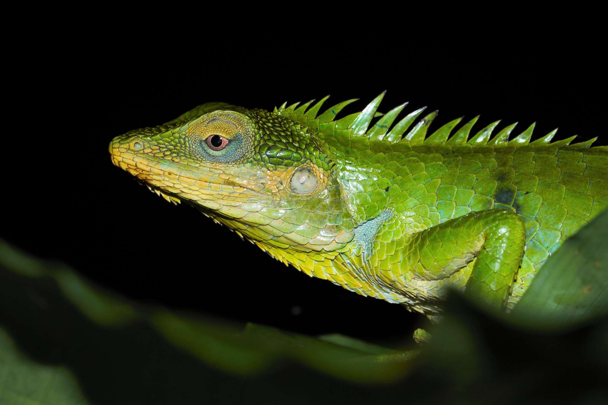 Image of Big Scaled Variable Lizard