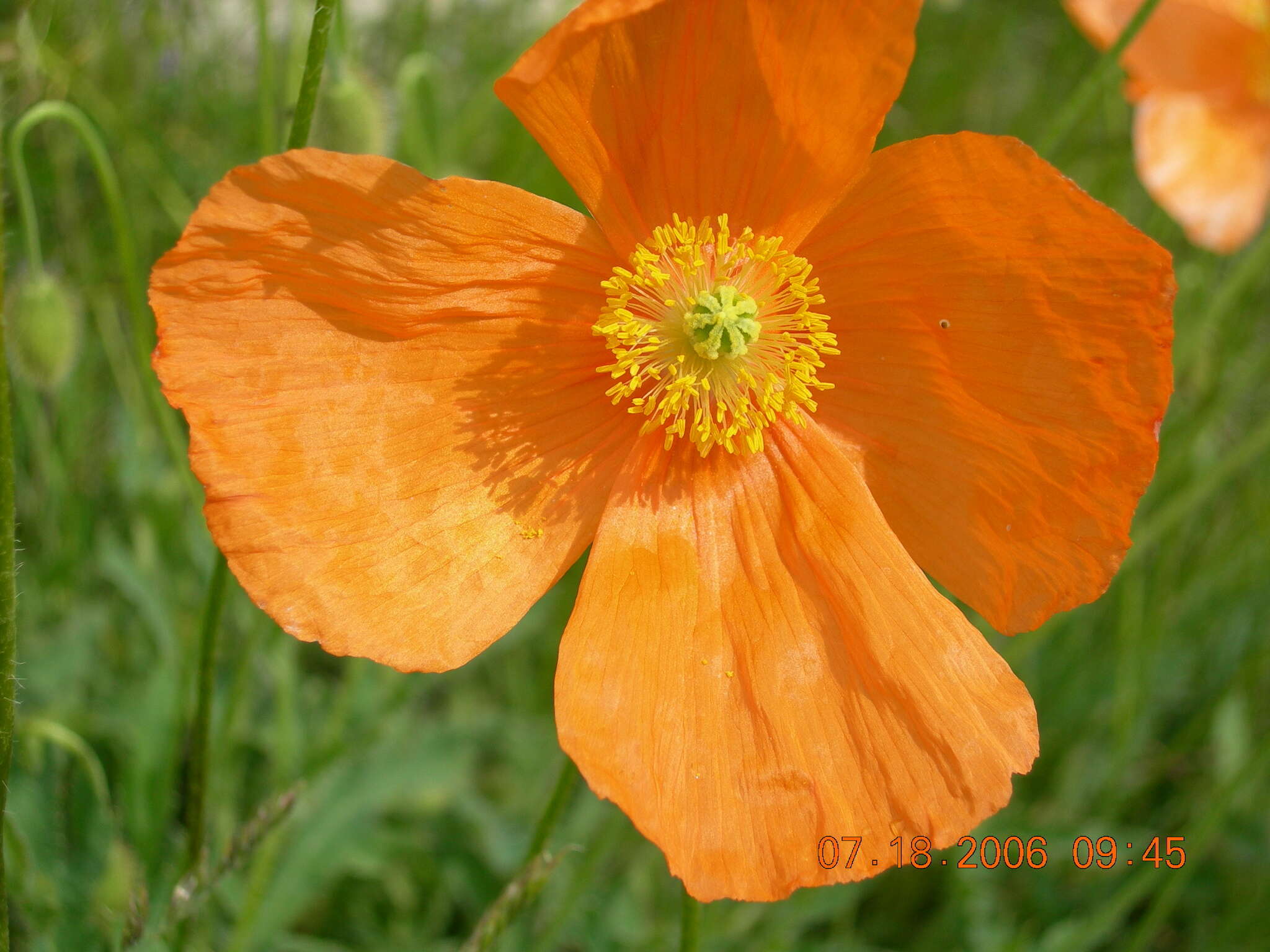 Image of Papaver oreophilum Rupr.