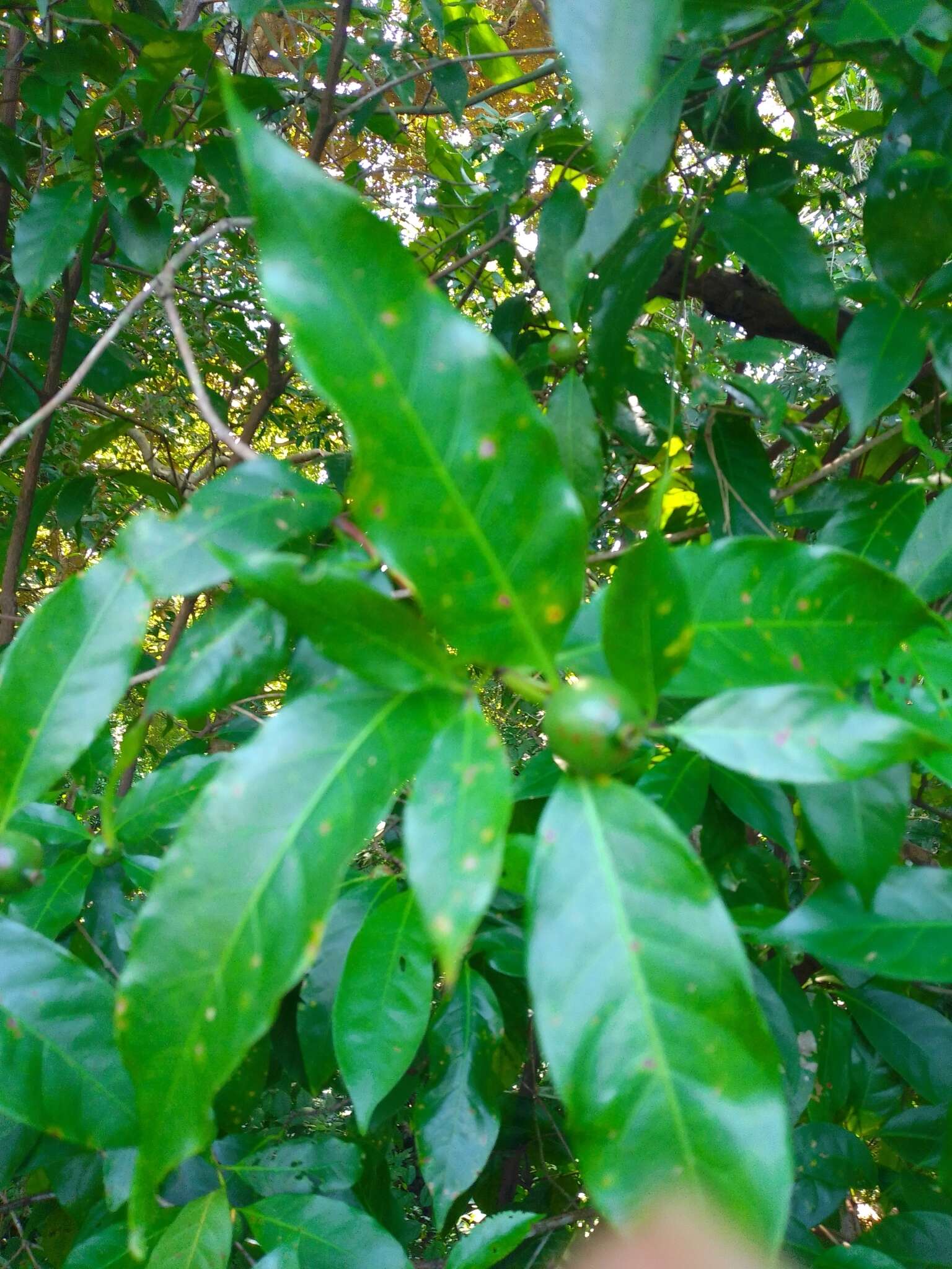 Слика од Alibertia edulis (Rich.) A. Rich. ex DC.