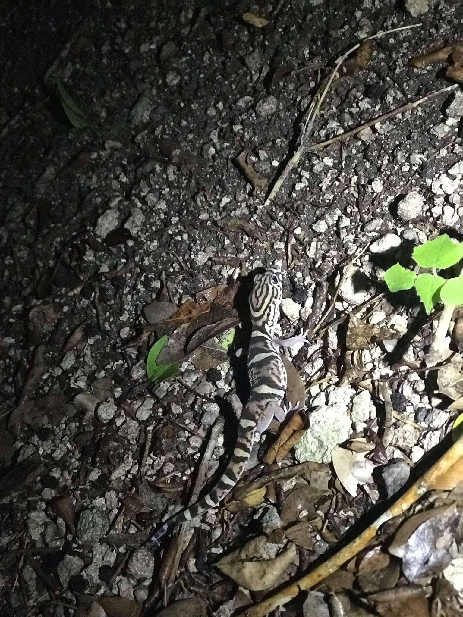 Image of Yucatan Banded Gecko