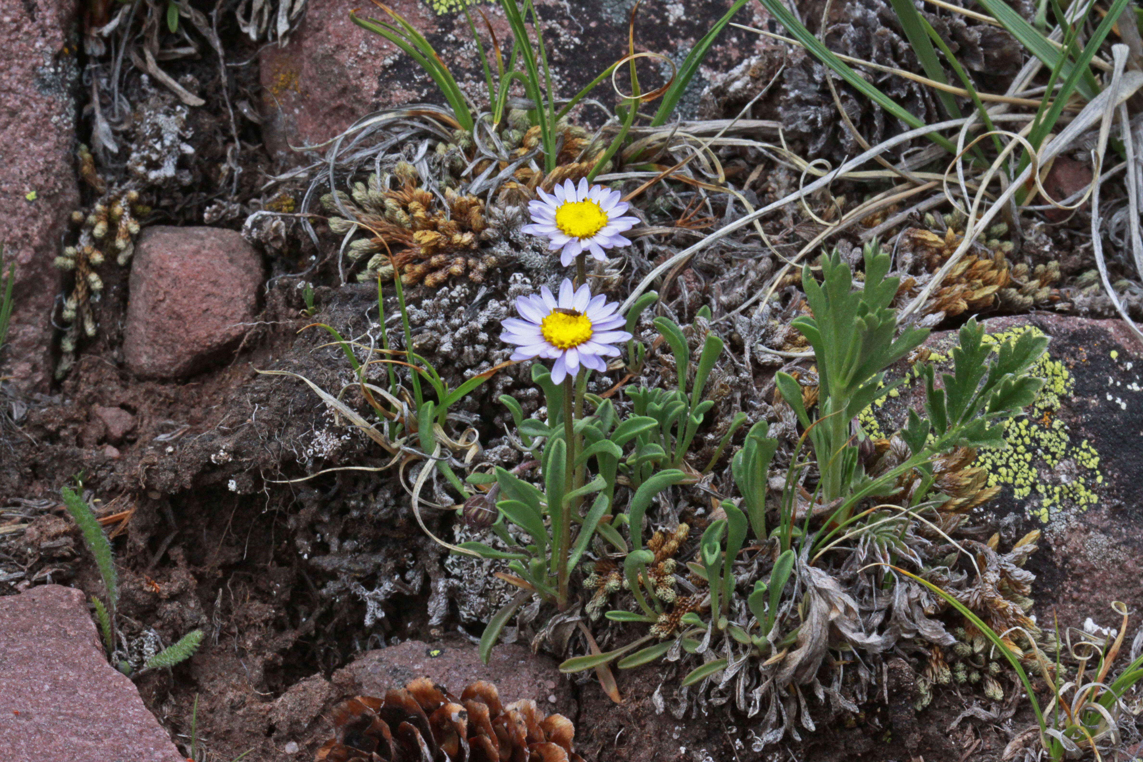 Image of Indian Canyon fleabane