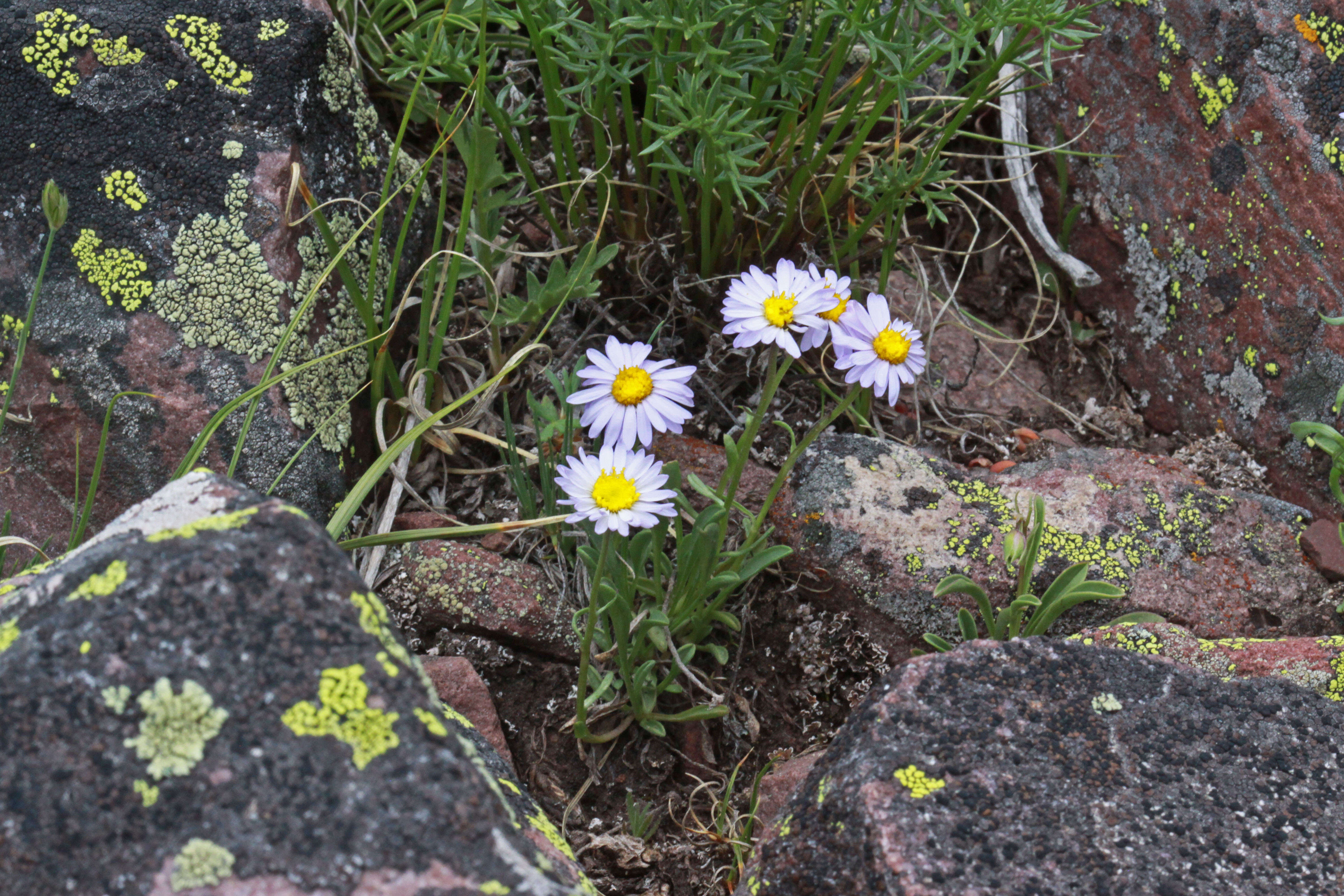 Image of Indian Canyon fleabane