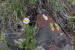 Imagem de Erigeron untermannii S. L. Welsh