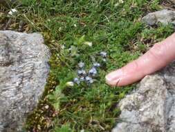 Слика од Myosotis incrassata Guss.