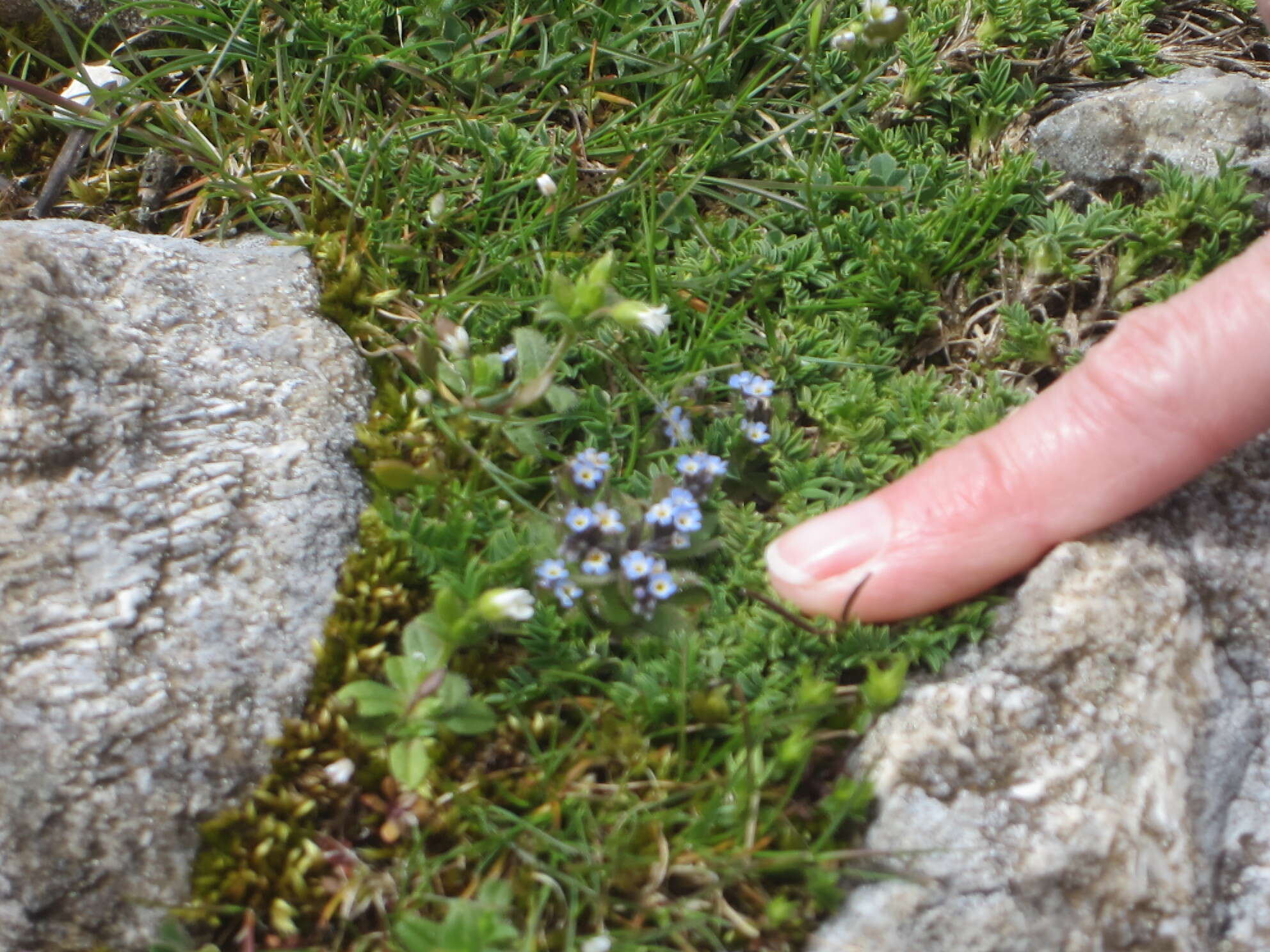 Plancia ëd Myosotis incrassata Guss.