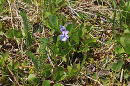 Image of Early Blue (Hook) Violet