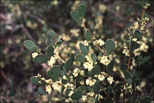 Imagem de Acacia alpina F. Muell.
