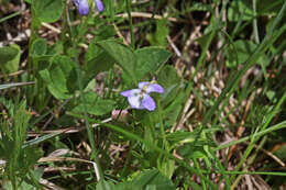 Image of Early Blue (Hook) Violet