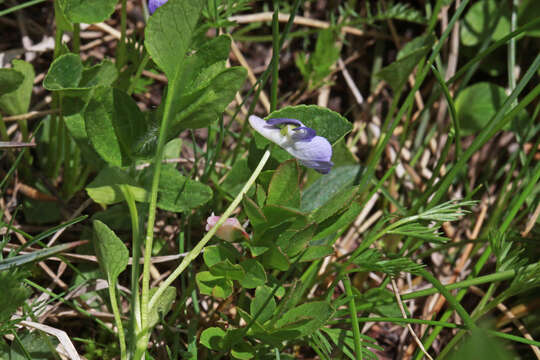 Image of Early Blue (Hook) Violet