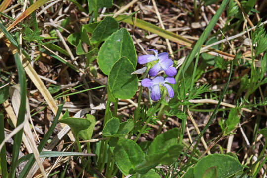 Image of Early Blue (Hook) Violet