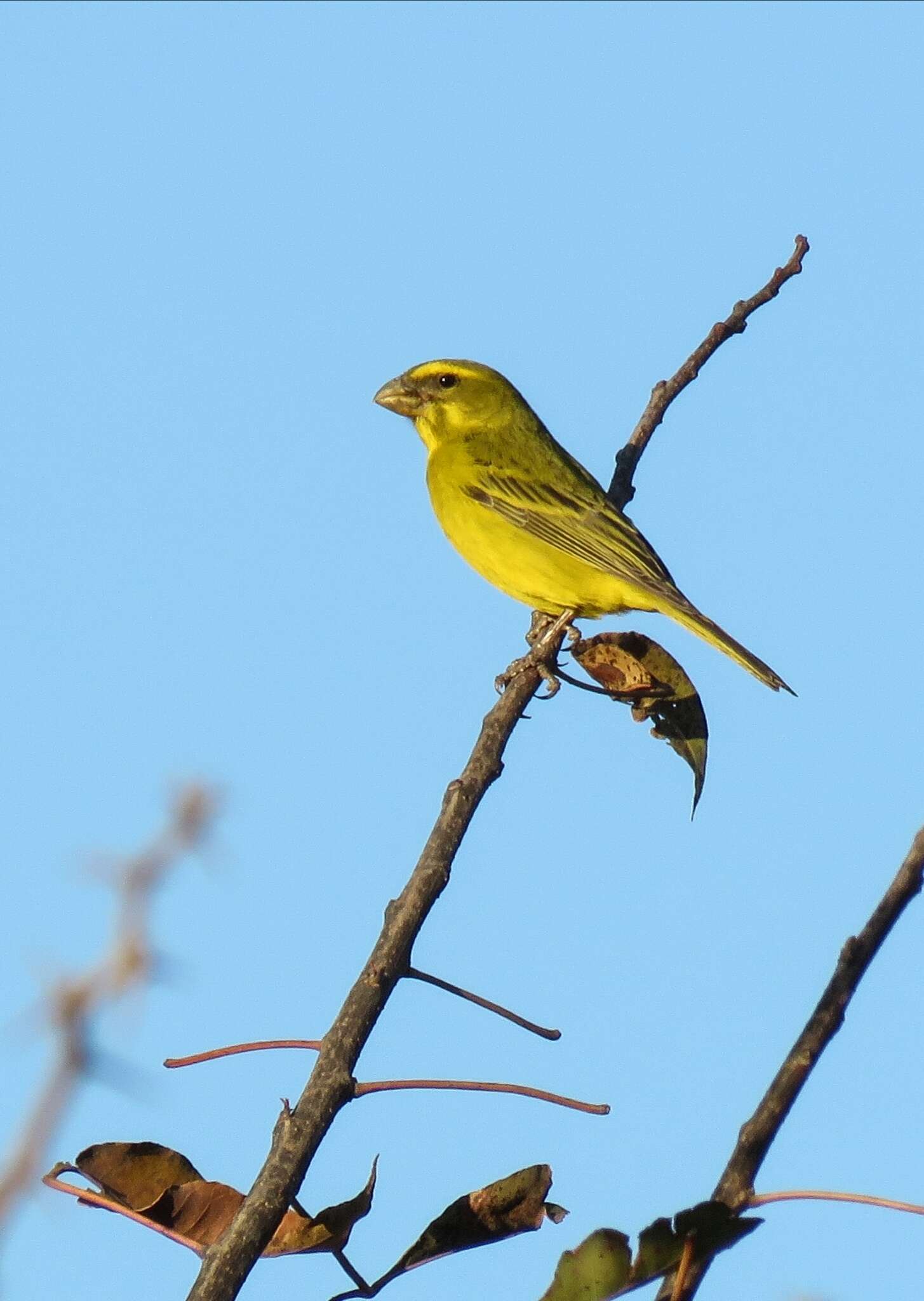 Sivun Crithagra sulphurata wilsoni Roberts 1936 kuva