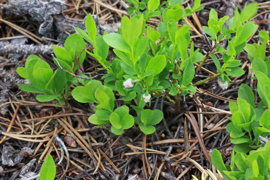 Image of grouse whortleberry