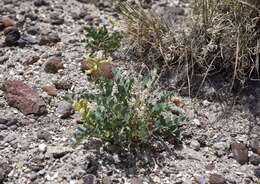 Image of Lavin's milkvetch