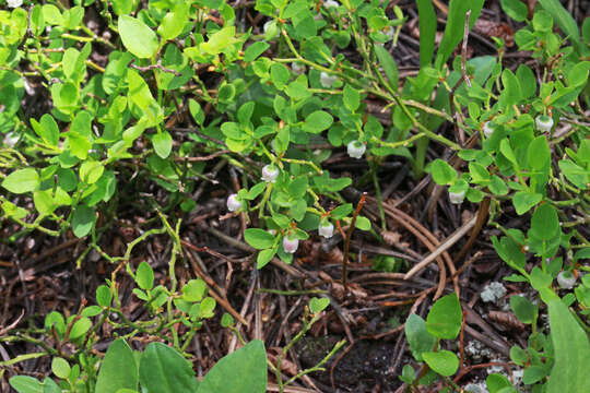 Image de Vaccinium scoparium Leiberg