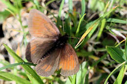 Image of Mnestra’s Ringlet