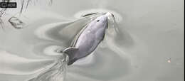 Imagem de Tursiops truncatus truncatus (Montagu 1821)