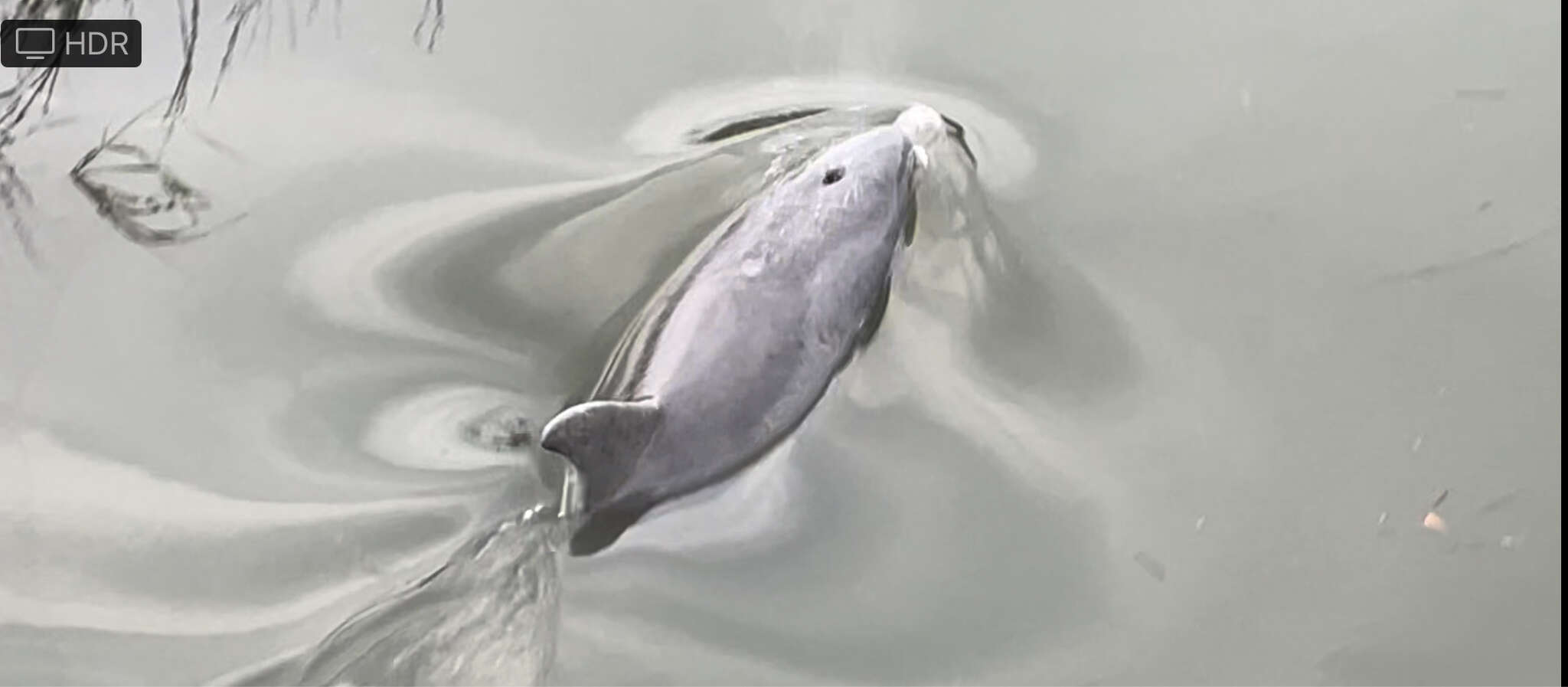 Image de Tursiops truncatus truncatus (Montagu 1821)